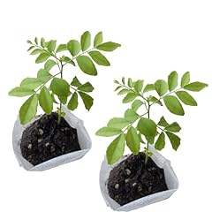 Curry leaf plant. for sale  Delivered anywhere in USA 