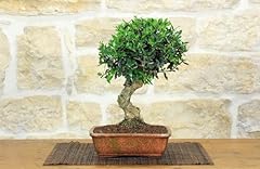 Bonsai olivastro usato  Spedito ovunque in Italia 