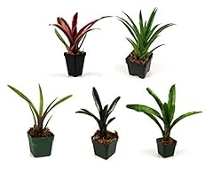 Josh frogs bromeliad for sale  Delivered anywhere in USA 