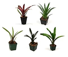 Josh frogs bromeliad for sale  Delivered anywhere in USA 