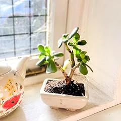 Jade plant bonsai for sale  Delivered anywhere in UK