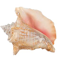 Conch shell large for sale  Delivered anywhere in USA 