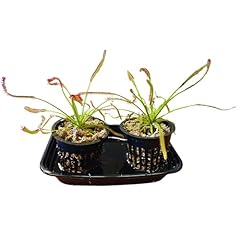 Set cape sundews for sale  Delivered anywhere in USA 