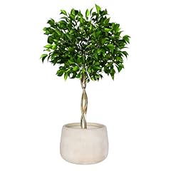 Fibre clay plant for sale  Delivered anywhere in UK