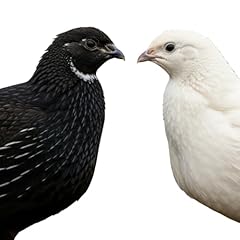 Black white edition for sale  Delivered anywhere in USA 