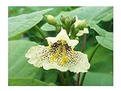 Yellow catalpa catalpa for sale  Delivered anywhere in UK