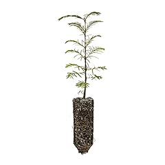 Dawn redwood medium for sale  Delivered anywhere in USA 