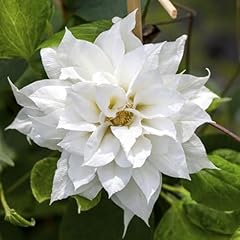 Carbeth plants clematis for sale  Delivered anywhere in UK