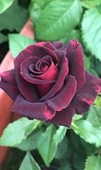 Black velvet hybrid for sale  Delivered anywhere in UK