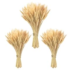 Phliofd 300 stems for sale  Delivered anywhere in USA 