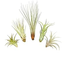 Ensemble grand tillandsia d'occasion  Livré partout en France