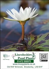 Lincolnshire pond plant for sale  Delivered anywhere in UK