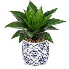 Briful agave plants for sale  Delivered anywhere in USA 