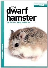 Dwarf hamster good for sale  Delivered anywhere in UK