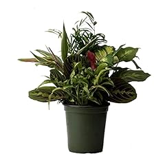 American plant dish for sale  Delivered anywhere in USA 