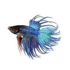 Live crowntail betta for sale  Delivered anywhere in USA 