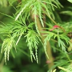 Upright green laceleaf for sale  Delivered anywhere in USA 