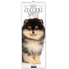 Cuccioli spitz. calendario usato  Spedito ovunque in Italia 