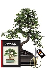 Genki bonsai bonsai gebraucht kaufen  Wird an jeden Ort in Deutschland
