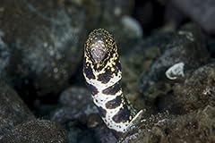 Posterazzi snowflake moray for sale  Delivered anywhere in USA 