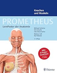 Prometheus lernposter anatomie gebraucht kaufen  Wird an jeden Ort in Deutschland