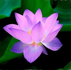 15pcs mixed lotus for sale  Delivered anywhere in USA 