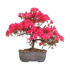 Kentis bonsai azalea usato  Spedito ovunque in Italia 