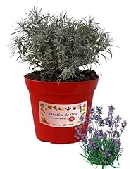 Piantine orto lavanda usato  Spedito ovunque in Italia 
