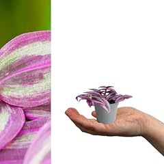 Carbeth plants tradescantia for sale  Delivered anywhere in UK