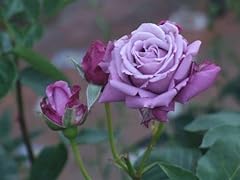 Semi rosa viola usato  Spedito ovunque in Italia 