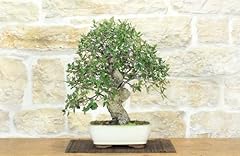 Bonsai quercia sughero usato  Spedito ovunque in Italia 