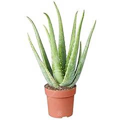 Aloe vera pianta usato  Spedito ovunque in Italia 