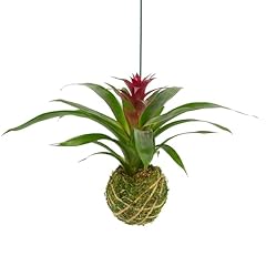 Better gro bromeliad for sale  Delivered anywhere in USA 