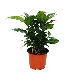 Coffee plant plant for sale  Delivered anywhere in UK