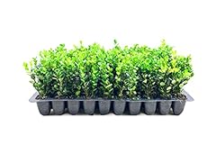 Winter green korean for sale  Delivered anywhere in USA 