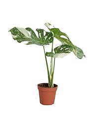 Plnts monstera thai gebraucht kaufen  Wird an jeden Ort in Deutschland