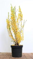 Forsythia lynwood goldglöckch gebraucht kaufen  Wird an jeden Ort in Deutschland