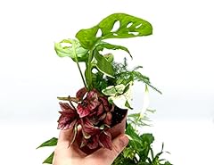 Closed terrarium plants for sale  Delivered anywhere in UK