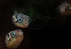 Swimming creatures live for sale  Delivered anywhere in USA 