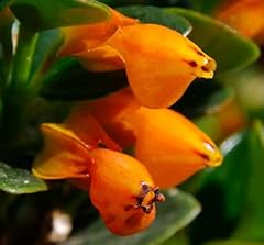 Orange goldfish starter for sale  Delivered anywhere in USA 