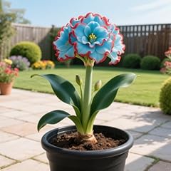 Radici selezionate amaryllis usato  Spedito ovunque in Italia 
