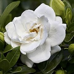 Yougarden winter hardy for sale  Delivered anywhere in UK