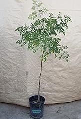 Moringa moringa oleifera for sale  Delivered anywhere in USA 