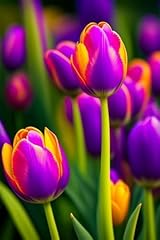 Tulip bulbs planting for sale  Delivered anywhere in UK