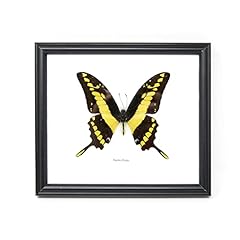 Yellow swallowtail butterfly for sale  Delivered anywhere in UK