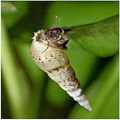 Malaysian trumpet snail for sale  Delivered anywhere in UK