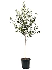 Gala apple tree for sale  Delivered anywhere in USA 