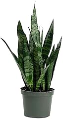 American plant sansevieria for sale  Delivered anywhere in USA 