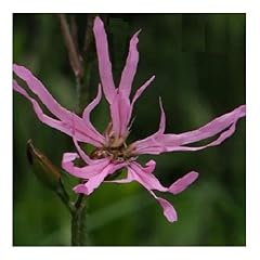 Lychnis flos cuculi for sale  Delivered anywhere in UK