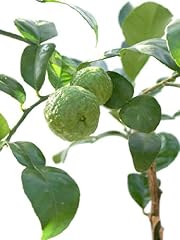 Lime tree kaffir for sale  Delivered anywhere in Ireland